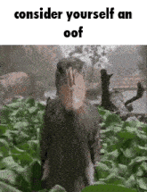 a bird with a large beak is standing in the grass .