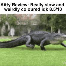 Kitty Review GIF - Kitty Review GIFs