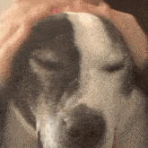 Harvey Hound Dog Staffie GIF - Harvey Hound Dog Hound Staffie GIFs