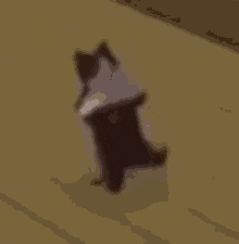Cat Sims Cat GIF