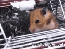Hamsters Funny Animals GIF