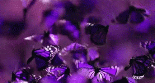 real purple butterfly flying