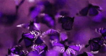 Butterflies GIF - Butterflies Purple Flying GIFs