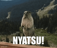 a ground squirrel standing on its hind legs with the word nyatsu written on the bottom