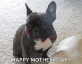 a french bulldog with a red collar is sitting on a carpet and looking at the camera .