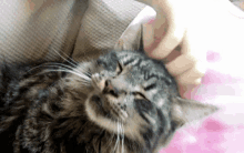 Cat Love GIF - Cat Love Cute Cat GIFs