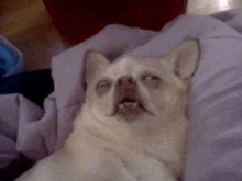 a dog is laying on a bed with its eyes closed