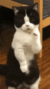 Cat Dance Dancing Cat GIF