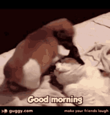 Good Morning Funny GIF - Good Morning Funny Cat GIFs