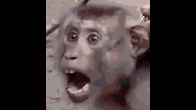 Señor GIF - monkey - Greatest GIFs Of All Time - Pronounced GIF or JIF? -  Cheezburger