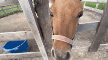 Snoofa Horsey GIF - Snoofa Horsey Horse GIFs