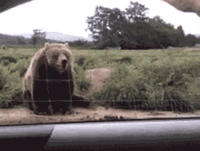 Bear Hello GIF - Bear Hello Huhu GIFs