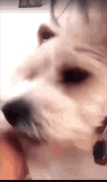 Dog Lick GIF - Dog Lick Pause GIFs