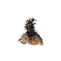 a drawing of a chicken with feathers and a white background