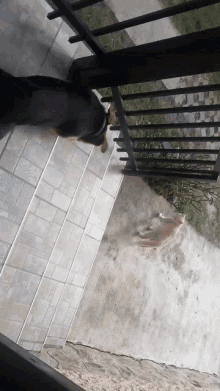 Cat And Dog Fight GIF - Cat And Dog Fight Love GIFs