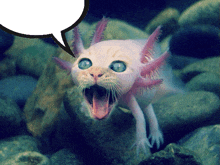 Axolotl Cat GIF - Axolotl Cat Speech Bubble GIFs