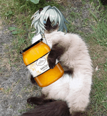 a cat laying next to a jar of miod honey