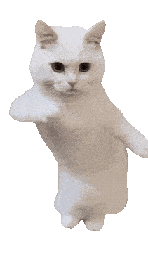 dancing-white-cat-dance.gif