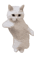 Dancing White Cat Dance Sticker