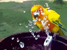 bird water drink cute