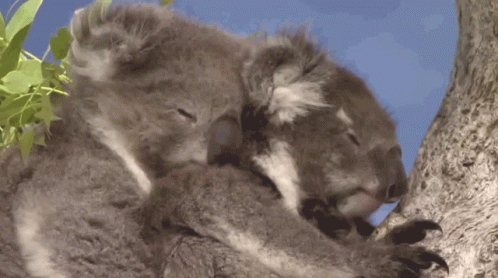 Koala Hug Gif