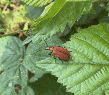 a red bug sits on a green leaf