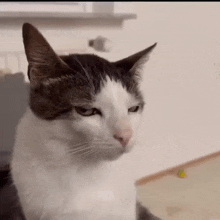 a close up of a cat making a funny face while looking at the camera .