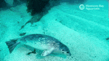 a seal swimming in a monterey bay aquarium tank