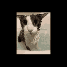 Soggy Cat Spin GIF