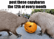 two capybaras are eating a carved pumpkin on the street