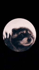 Raccoon Spin GIF