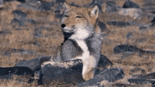 Fox Bitchplz GIF - Fox Bitchplz GIFs