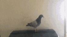 Pigeon Parrot GIF