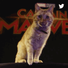 Cat Captain Marvel GIF - Cat Captain Marvel Cute GIFs