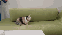 Bunny Bunny Hop GIF