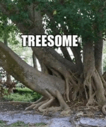 Treesome GIF - Treesome GIFs