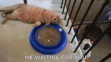 Fat Cat Lazy GIF - Fat Cat Lazy Waste Time GIFs