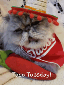 Taco Tuesday Kitty GIF - Taco Tuesday Kitty Cute Cat GIFs