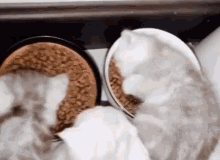 two cats are eating out of bowls of food