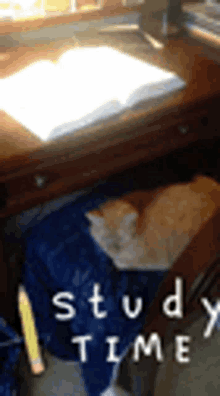 Studying Cat GIF - Studying Cat Study Time GIFs