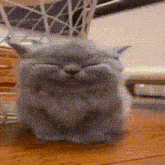 a cat is sitting on a wooden table with its eyes closed .