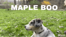Maple Boo GIF - Maple Boo GIFs