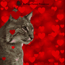 valentines day dupage dupage forest valentine cat