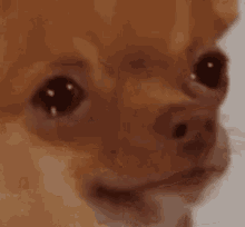 Crying Dog Meme GIF - Crying Dog Meme Chihuahua GIFs