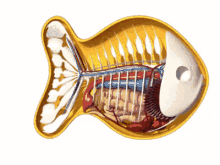 Goldfish Cracker Anatomy GIF - Gold Fish Crackers Crackers Anatomy GIFs