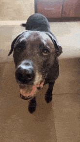 a black dog is standing on a tiled floor and looking up at the camera