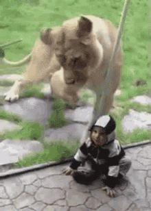Terrifying GIF - Hungry Lion Baby GIFs