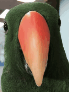 Bird Berd GIF - Bird Berd Sticker GIFs