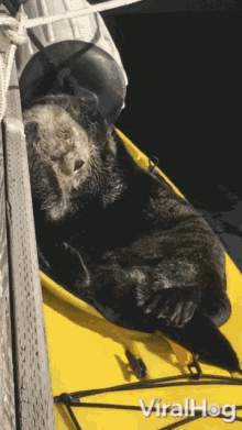 Sea Otter Relaxes In A Kayak Chilling GIF - Sea Otter Relaxes In A Kayak Chilling Drying Up GIFs