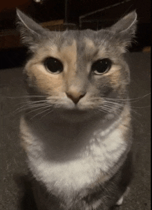 a close up of a calico cat 's face looking at the camera